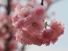 -天适樱花悠乐园