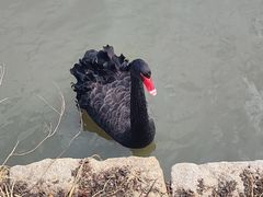 -鹅湖玫瑰文化园