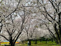 -苏州上方山国家森林公园