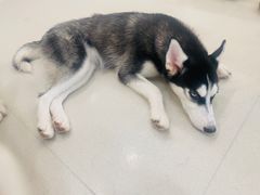 -共舞时光猫咖·狗咖(新街口店)
