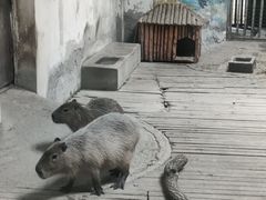 -石家庄市动物园