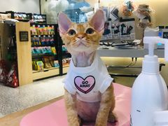 -momokira米努特·德文卷毛猫·棉花面纱犬