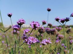 -洋湖国家湿地公园