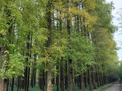 -黄海国家森林公园