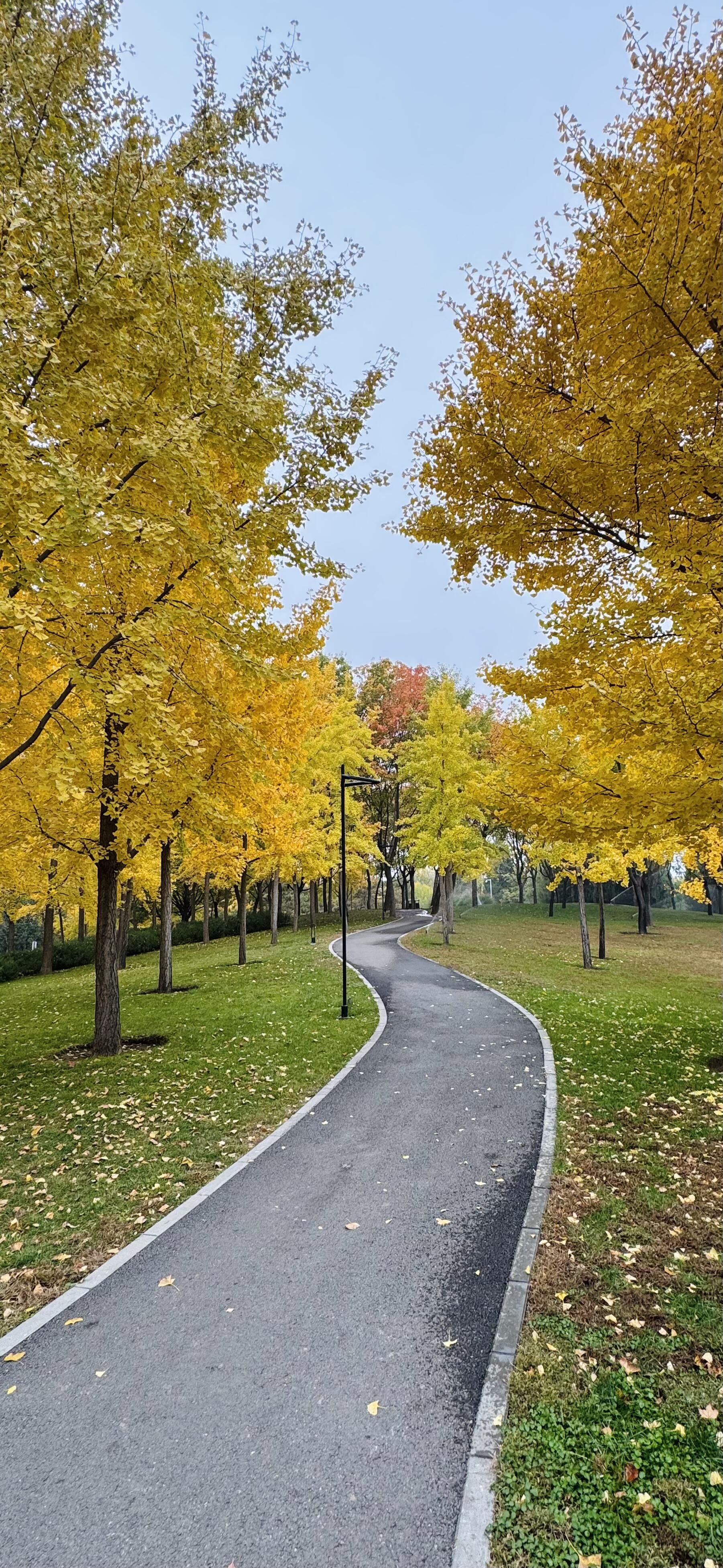 10.31实拍l北京四得公园秋天太适合i人了