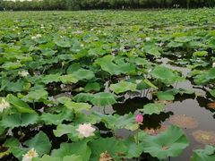 -荷塘月色湿地公园·向阳花洲