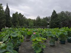-莲花池公园