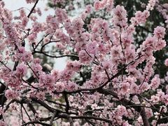 -桃花堤公园