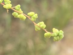 -天津东丽湖风景区