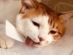 -北京观赏动物医院·24小时大型综合·猫专科·异宠专科