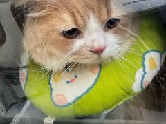 -宠颐生猫科·内科皮肤科(西平世纪城店)