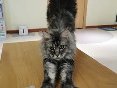 -猫和宫(六道口店)