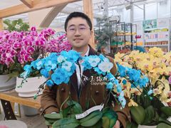 -荷兰花海