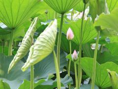 -长春市南湖公园