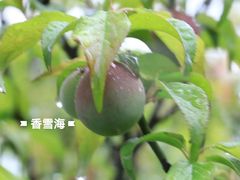 -香雪海