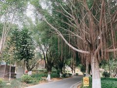 -八仙山公园