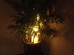 -泰禾馨·泰式按摩精油SPA(河西万达店)