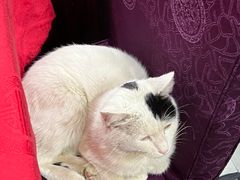 -蜀膳坊(洪公祠小区店)