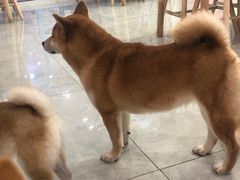 -柴犬小屋·柴餐厅·狗咖食堂(金鼎广场店)