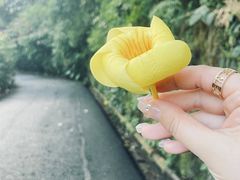 -野象谷景区