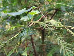 -上海佘山国家森林公园天马山园