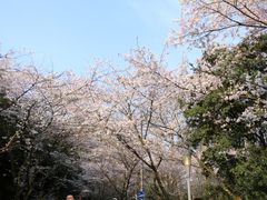 -武汉大学-樱园