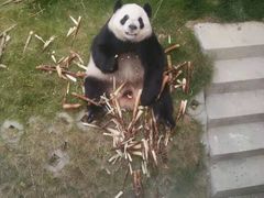 -泉州海丝野生动物世界