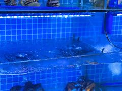 水产区-前王院•巧克力海鲜市集餐厅(万平口店)