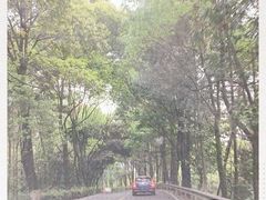 -铁山坪森林公园