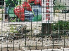-喜杨洋草莓采摘园