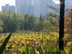 -昆山城市生态森林公园