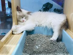 -屋虎猫馆(宝安大仟里店)