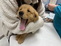 -中农国际动物医院24小时·猫科·骨科·急重症中心