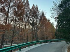 -白水寺森林公园