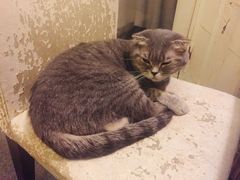 -猫色咖啡·猫咖