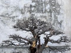 -留园