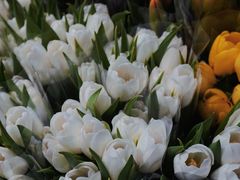 -循礼门鲜花花市(武汉循礼门店)