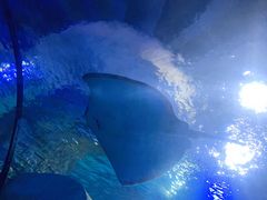 -石家庄极地海洋世界