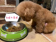 -宠小格时尚宠物生活馆(唐镇店)
