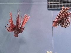 -北京海洋馆