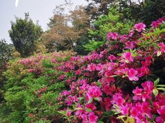 -梧桐山风景名胜区