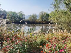 -长兴太湖图影湿地文化园