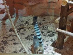 -Zoolung Zoolung动物主题公园(海信广场店)