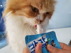 -喵的天空名猫咖啡馆·撸猫·猫舍·用品