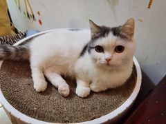 -小叮当动物医院·骨科·眼科