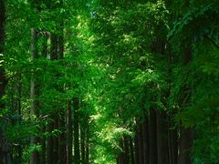 -上海滨江森林公园