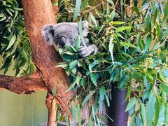 -费瑟代尔野生动物园