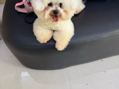 -悠尼宠物·独立低压伊珊娜洗护·美容·寄养(兰谷路店)