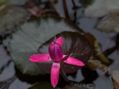 -国家植物园南园