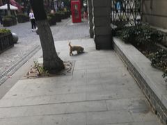 -殷姐糯米包油条